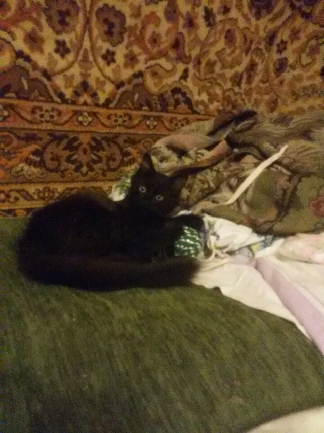 Осеннему котовторнику быть!