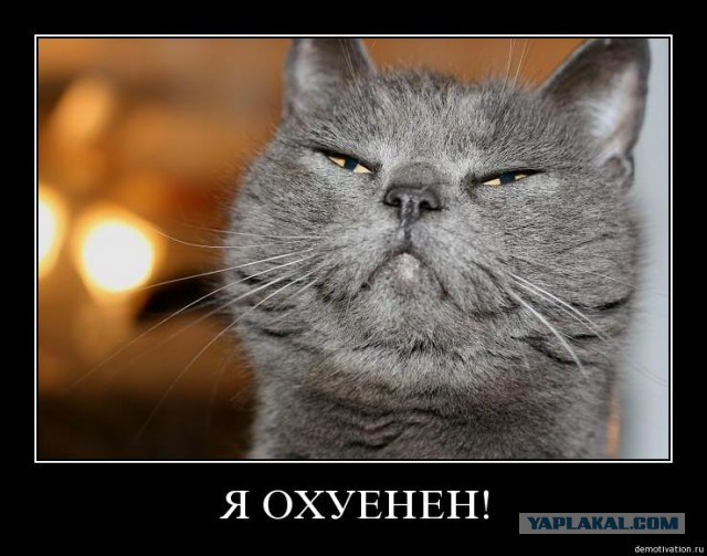 Кошка на пешеходном переходе