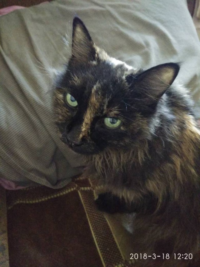 Котовторник 20.03.2018