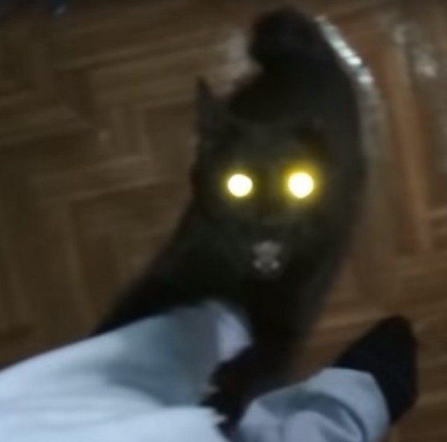 Бобтейл озверел