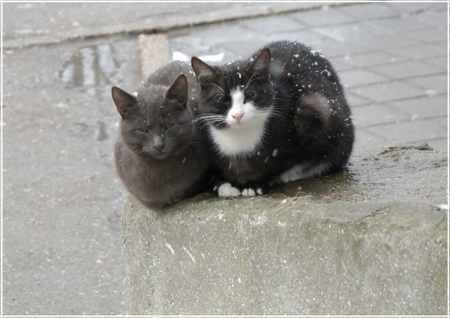 Крымские каникулы. Котовторник