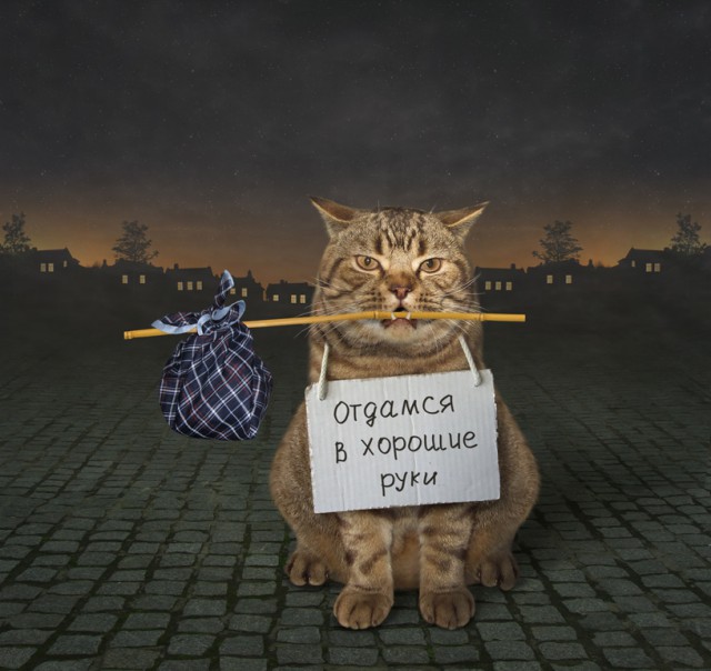 С котом по жизни