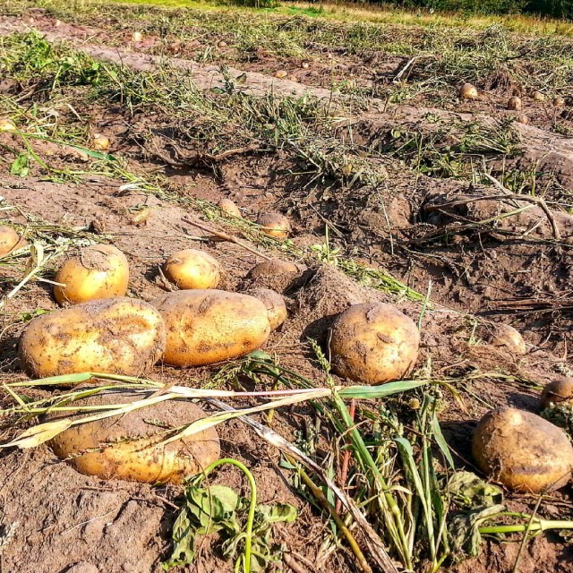 Началось! Картофельная лихорадка стартовала в Беларуси