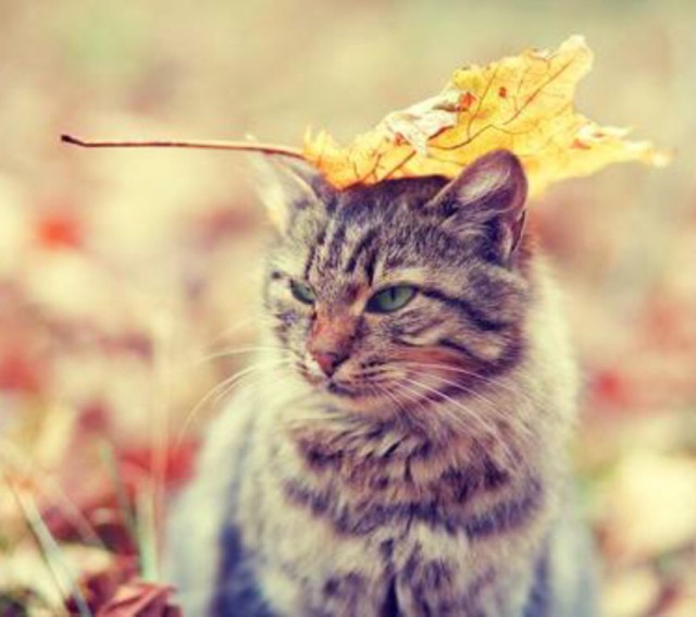 Прикольных котов пост