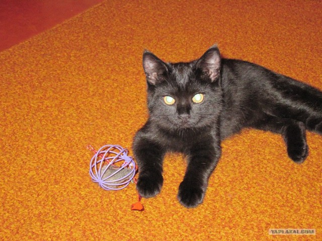 Котовторник на середину июня