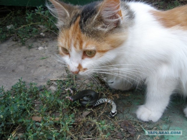 Котовторник 22.11.11
