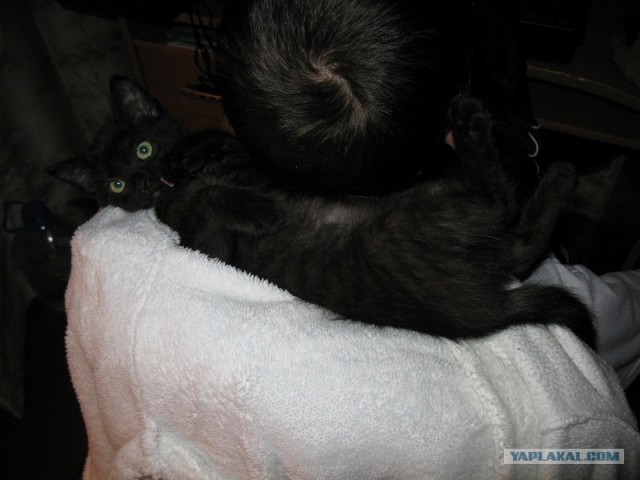 Котовторник (24. 01. 2012 )