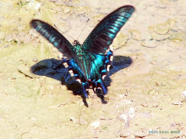 Бабочка Махаон