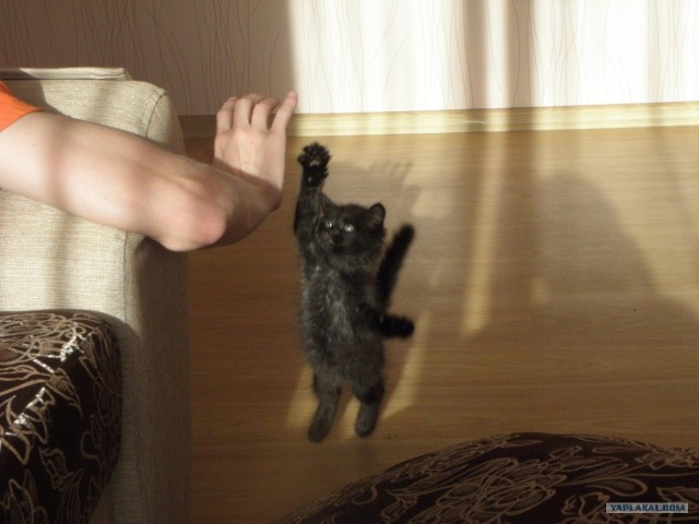 Котовторник  4.09.12