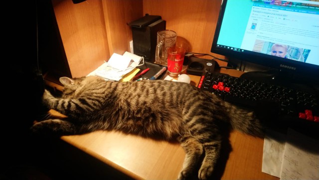 Почему НЕ стоит покупать котят у заводчиков