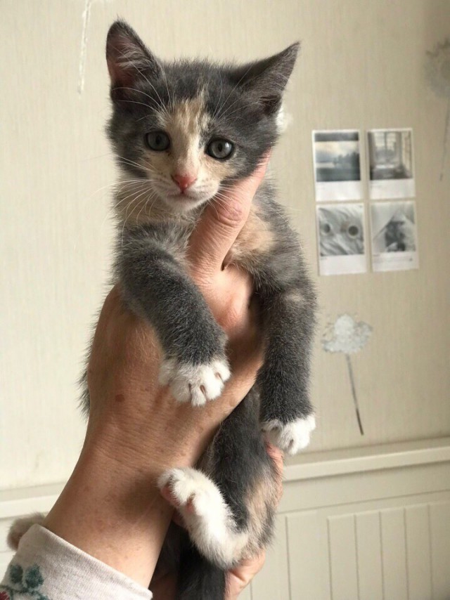 Забавные фото котеек