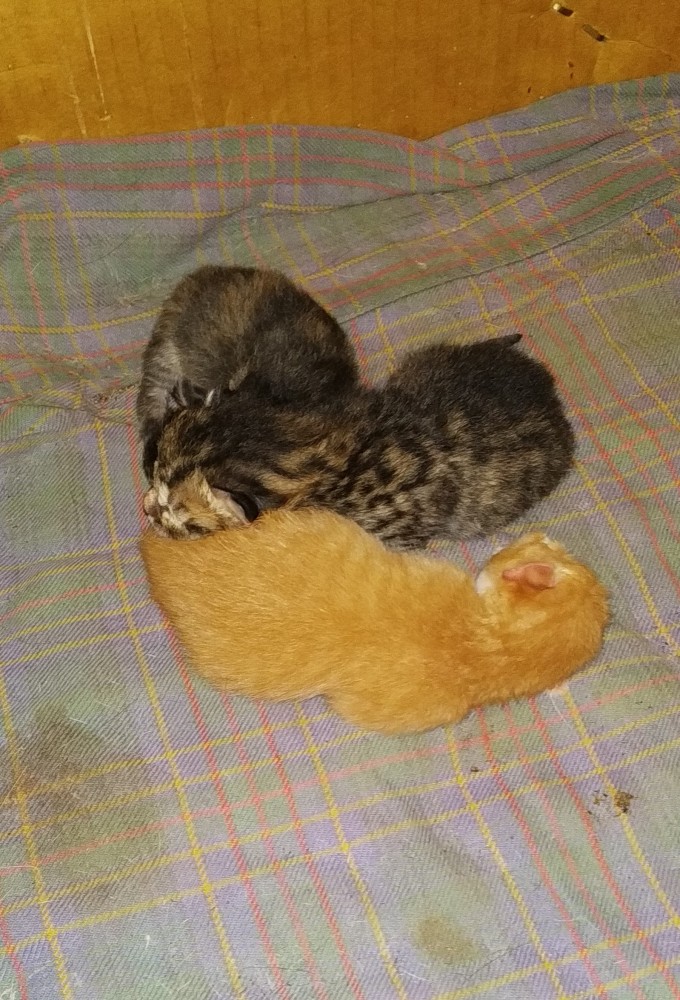 Котовторник. Начало.