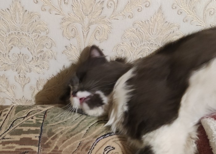 Что любят котики...
