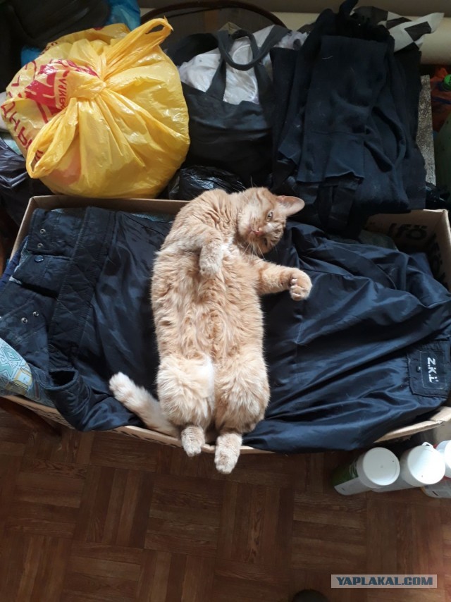 Котовторник 09.02.21. Свежие котики от Нарвского.