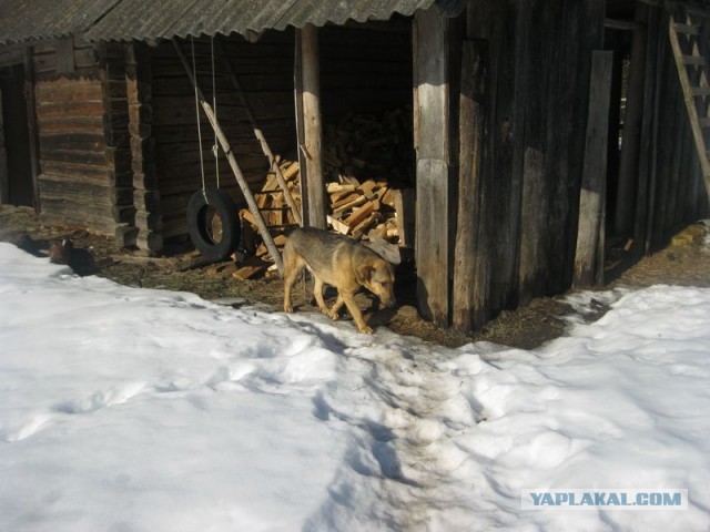 Жизнь домашнего приюта для котеек 331