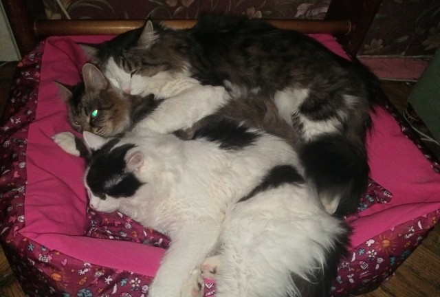 Котовторник!