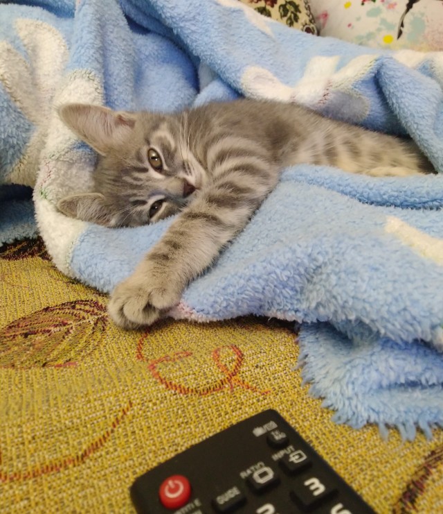 С котовторником!