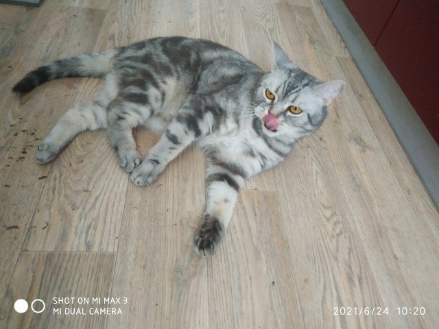 Хоба! Котовторник!