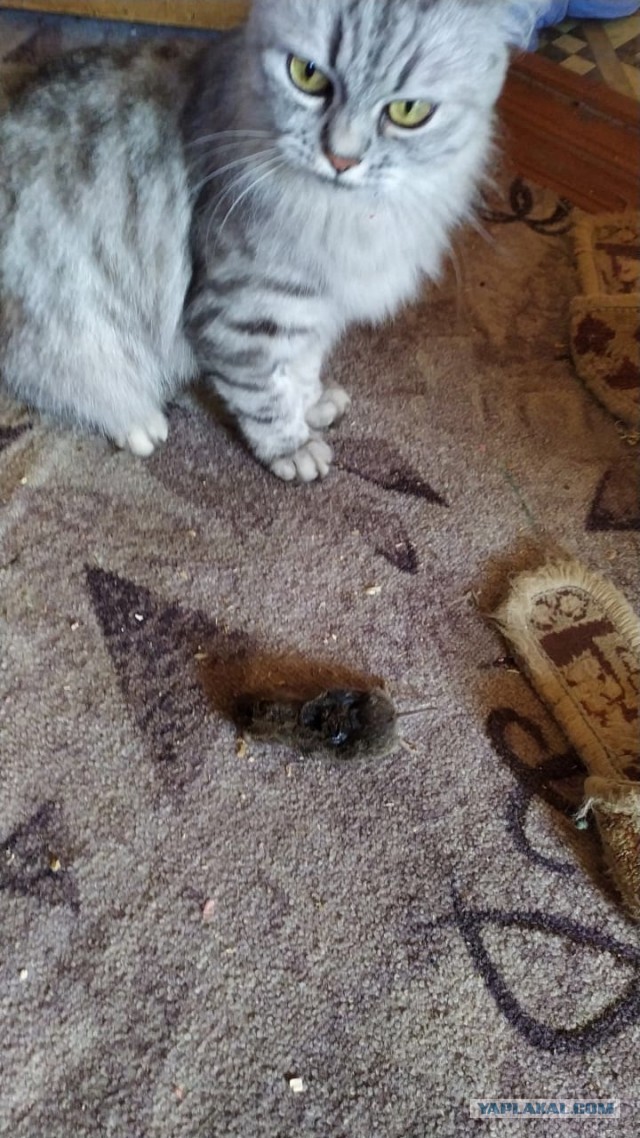 А еще говорят коты и кошки огурцов боятся