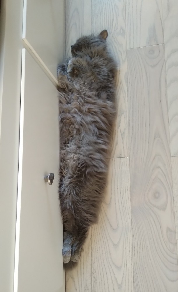 Кот который прожил жизнь