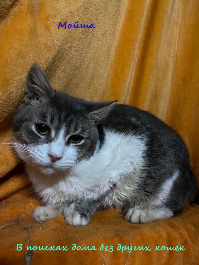 Жизнь домашнего приюта "Котоленд" 314