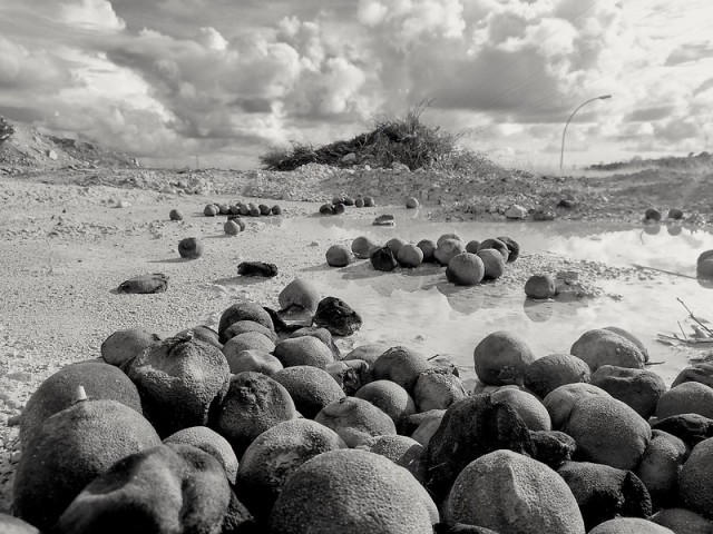 Canon прекращает производство зеркальных фотокамер