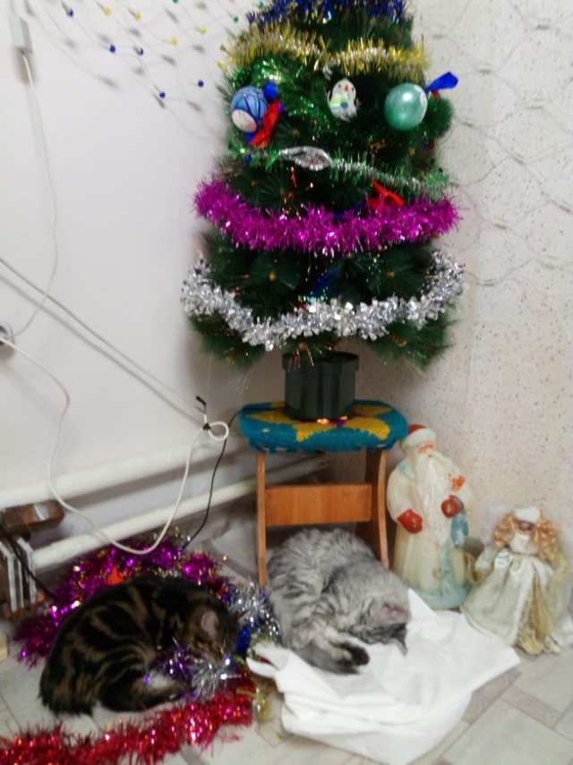 Смешные комментарии из социальных сетей 31.12.21