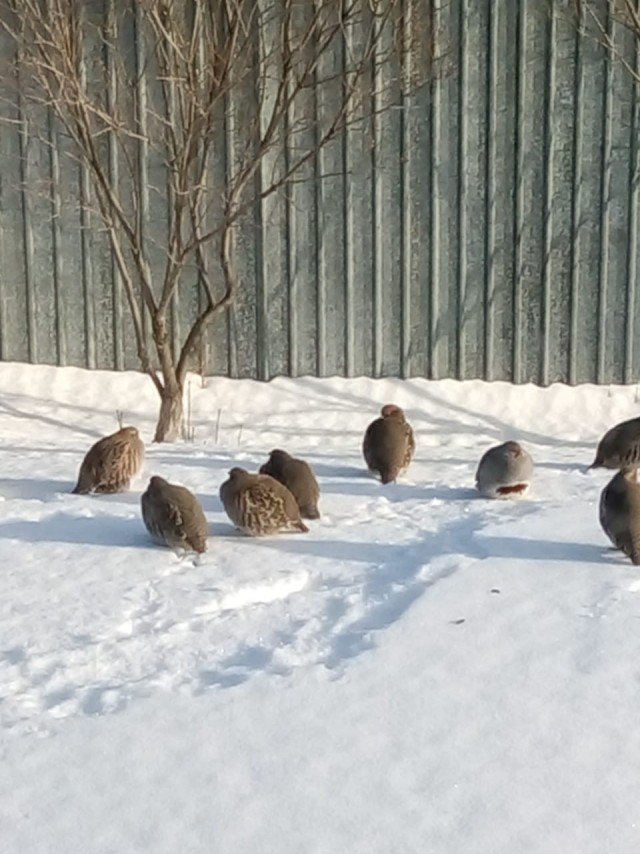 Куропатки
