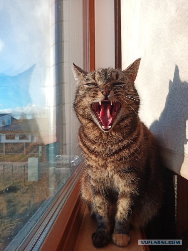 Котовторник ведь начался!