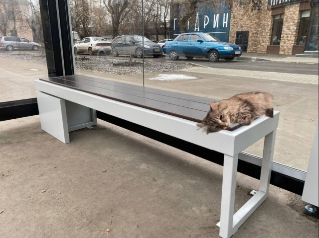 Пушистый контролёр одобрил новую остановку