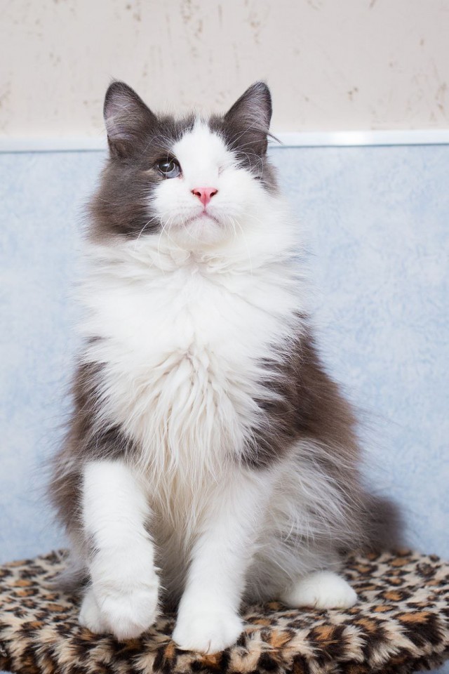 Котенок ищет дом