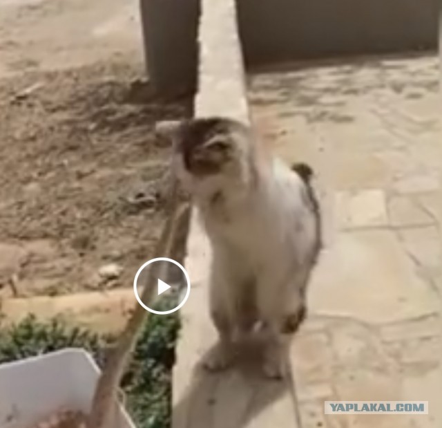 Кошачья реакция