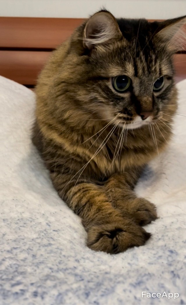 Кошкопортрет