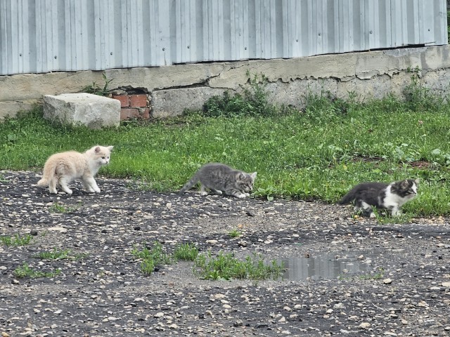 Котовторник!