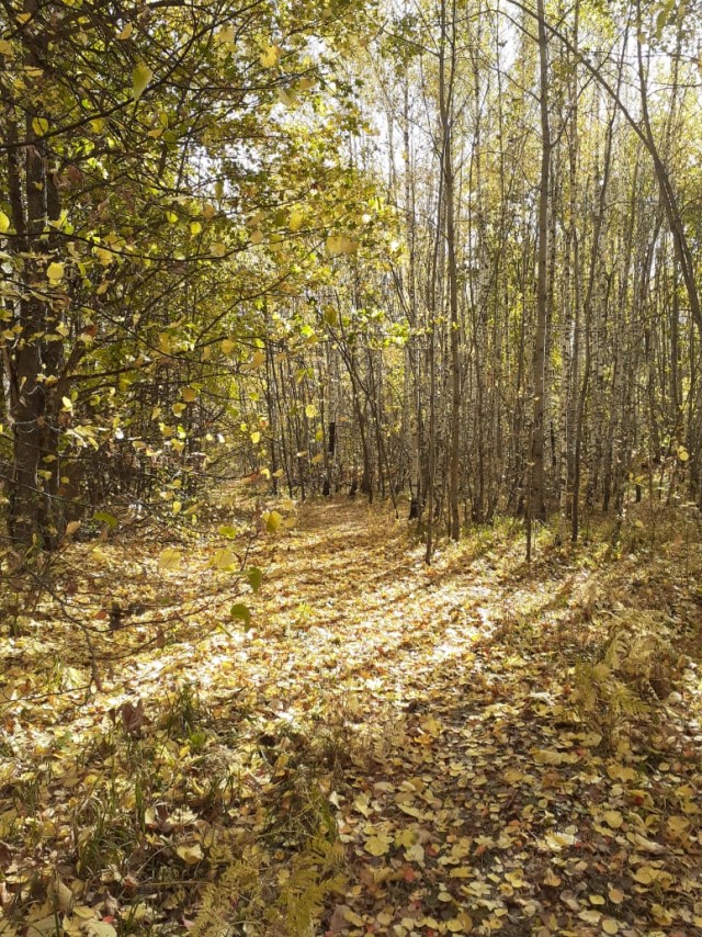 Немного насекомых красок лета в ленту