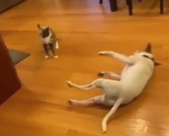КотоРестлинг