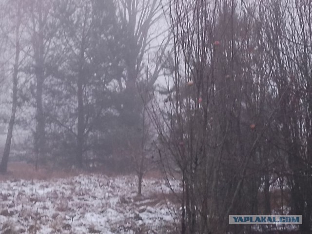 Жизнь домашнего приюта для котеек 526