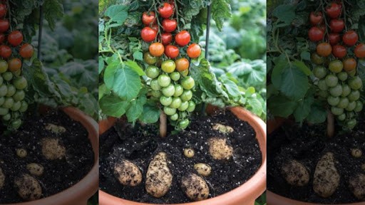 Загадка картофеля разгадана через 9 миллионов лет