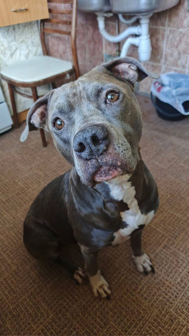 Групповой портрет - 2 кошки и собака