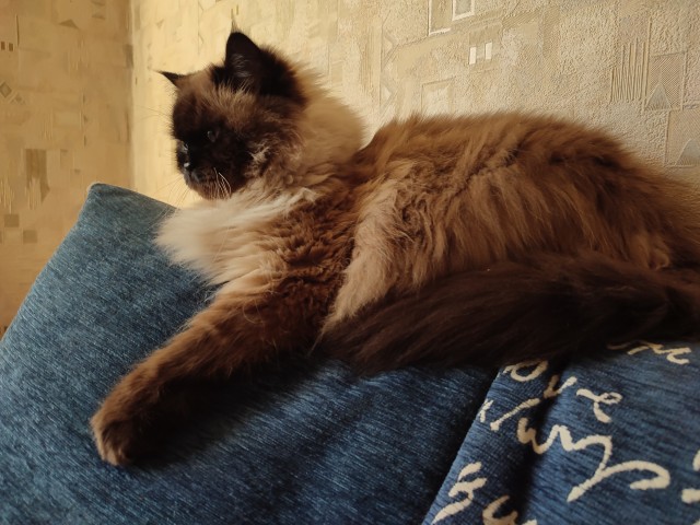 Мой кот с лампой)