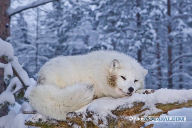 Красота! Лето на Ямале. Фото