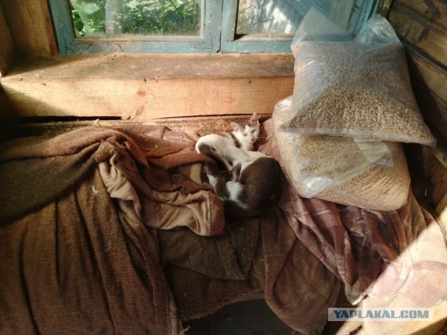 Жизнь домашнего приюта для котеек 580