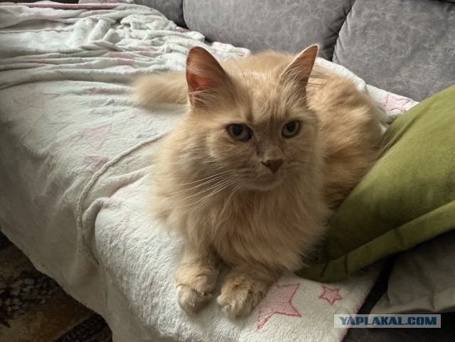 Котовторник Персика