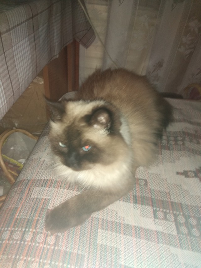 Кот интересуется) жизнь одного Кота)