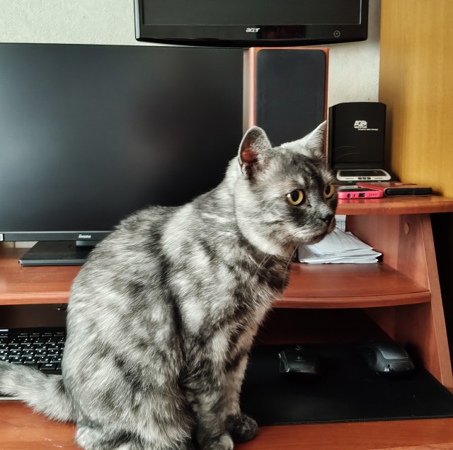К котовторнику: знакомтесь: Сёма