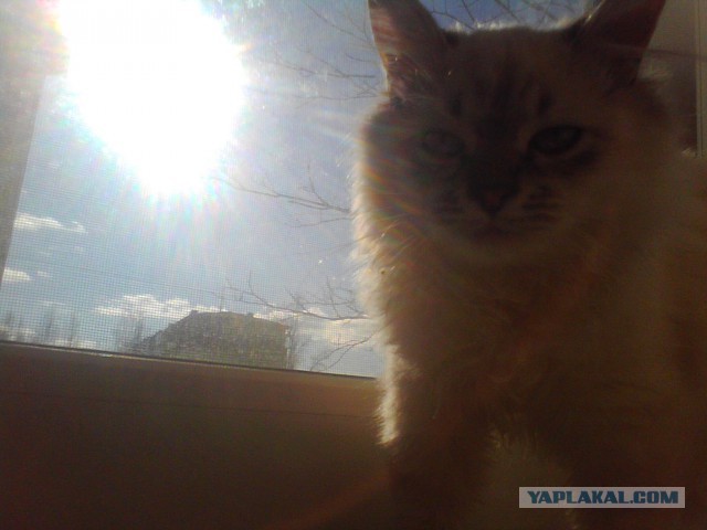 Котовторник 29.10.2013