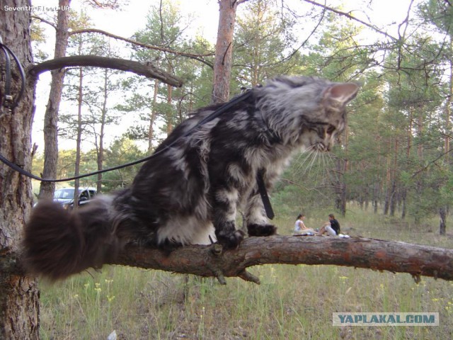 Котовторник 04.03.2014