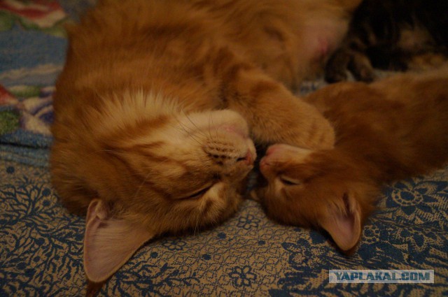 Котовторник  08.04.2014