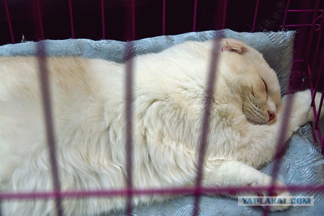 Котовторник 6.05.2014