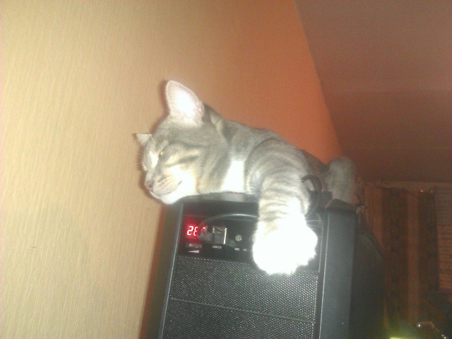 Котовторник  08.07.2014